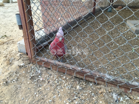 Parrot