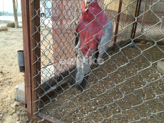 Parrot