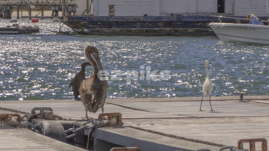 Pelican and Egret