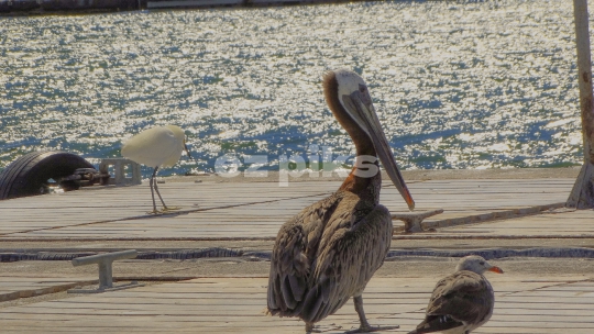 Pelican and Egret