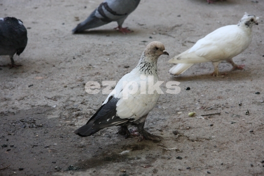 Pigeons 