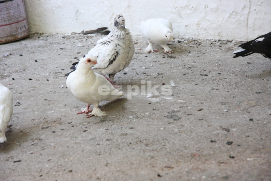 Pigeons on the floor