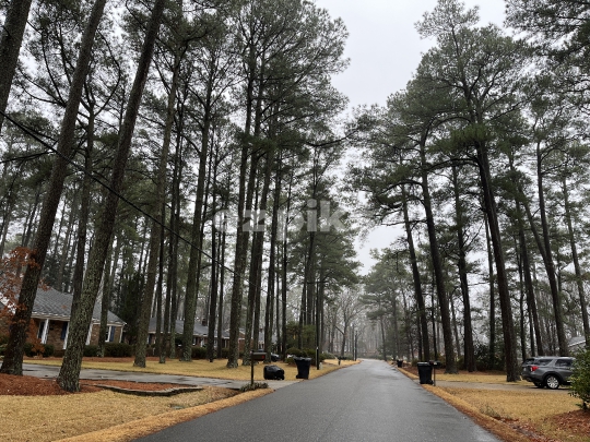 Pine Trees