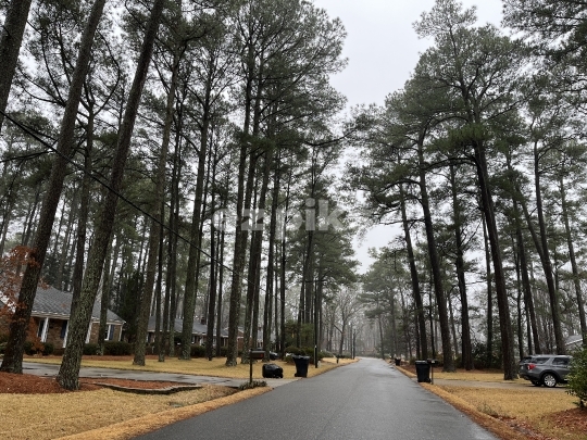 Pine Trees