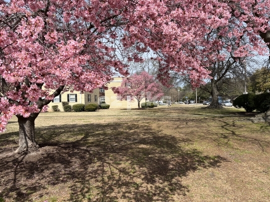 Pink Trees