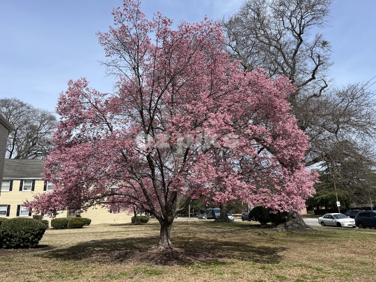 Pink Trees