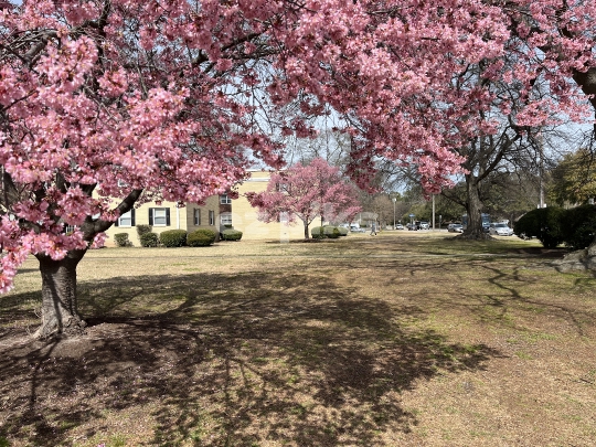 Pink Trees