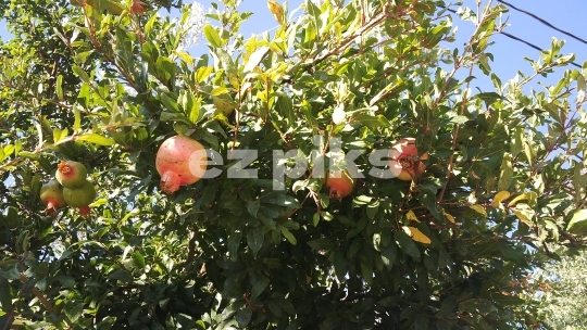 Pomegranates