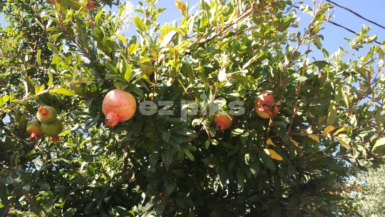 Pomegranates