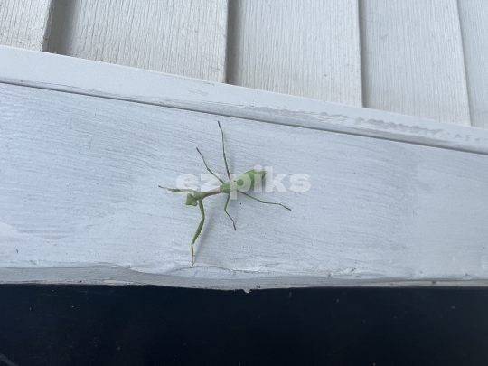 Praying Mantis