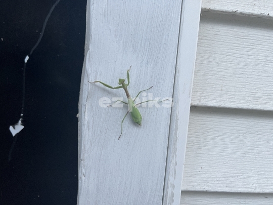 Praying Mantis