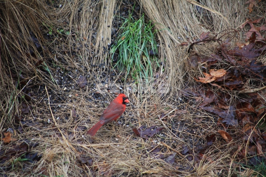Red Cardinal 