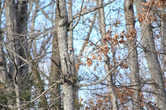 Red Head Woodpecker