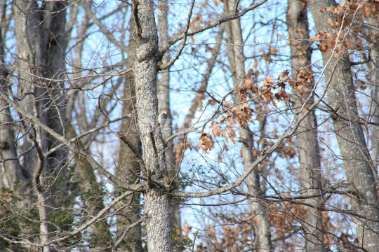 Red Head Woodpecker