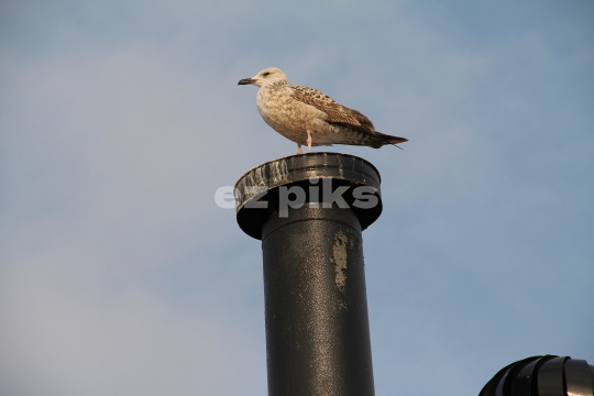 Seagull 