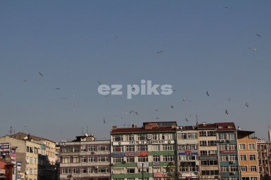 Seagulls