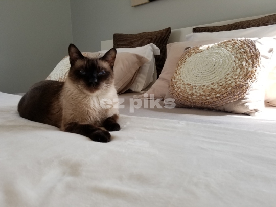 Siamese Cat