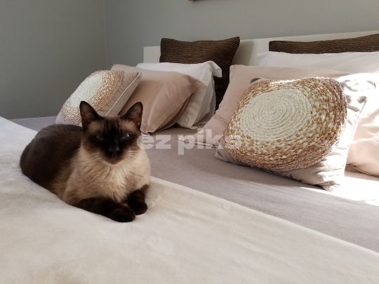 Siamese Cat