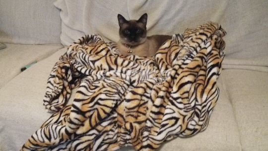 Siamese Cat