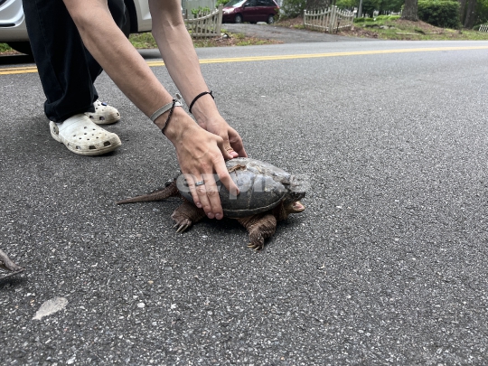 Snapping Turtle 