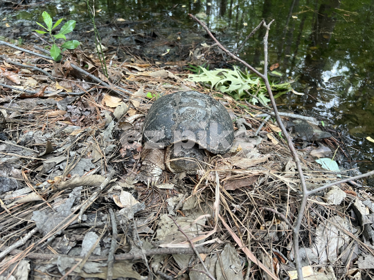 Snapping Turtle