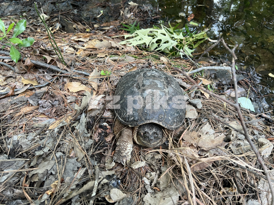 Snapping Turtle