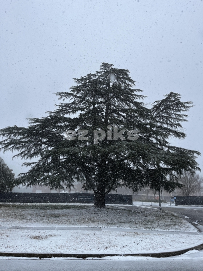 Snowing 