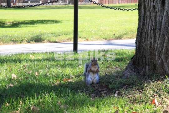 Squirrel 