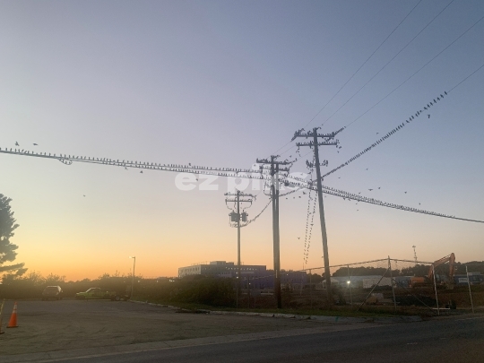 Starling Birds