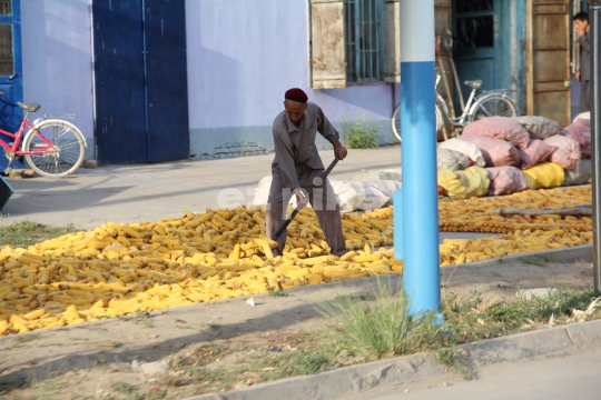 Sun Drying Corn