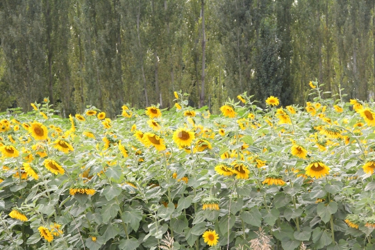 Sunflower