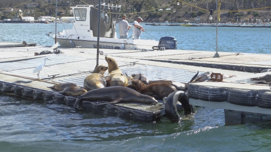 Sunny Bay Animals