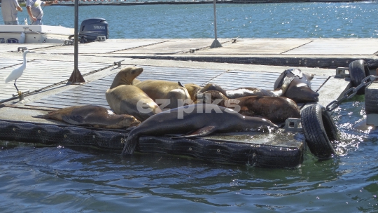 Sunny Bay Animals