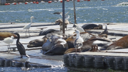 Sunny Bay Animals