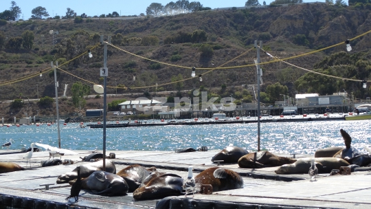 Sunny Bay Animals