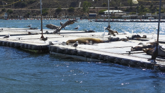Sunny Bay Animals