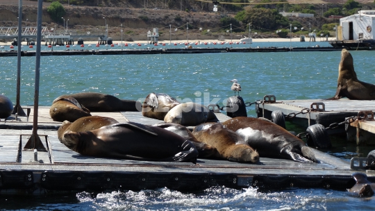 Sunny Bay Animals
