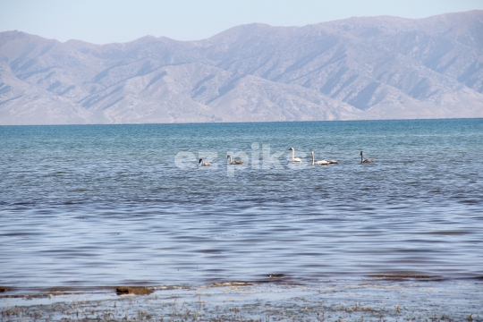 Swans