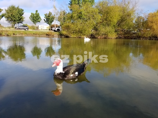 Swimming Duck 