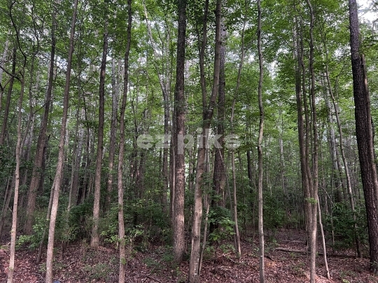 Tall trees