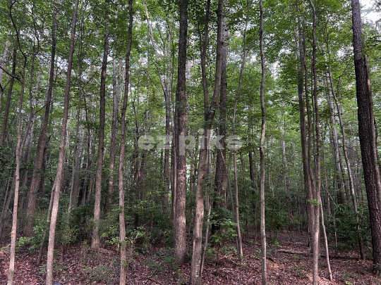 Tall trees