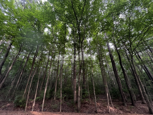 Tall trees