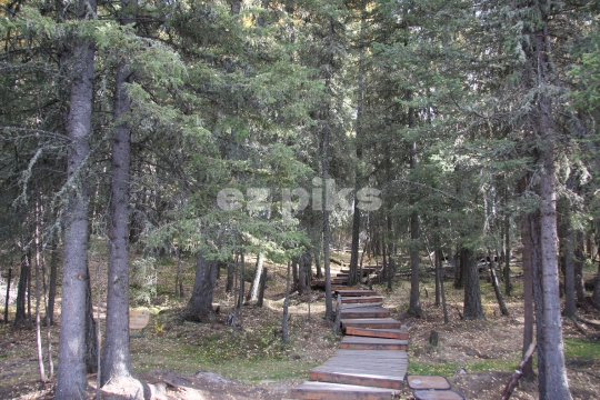 Trail