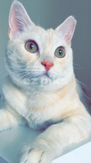 Turkish Cat