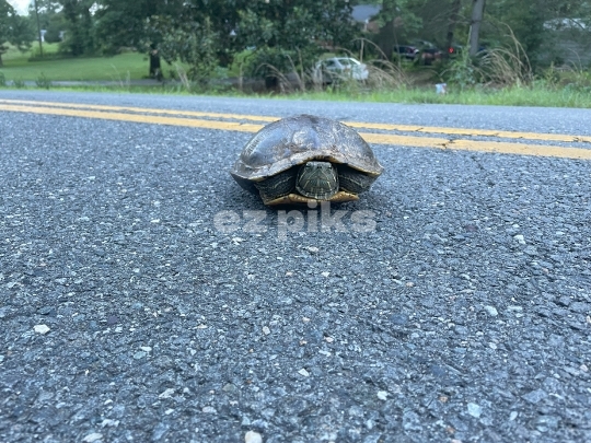 Turtle