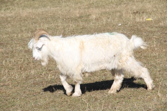 White Goat 