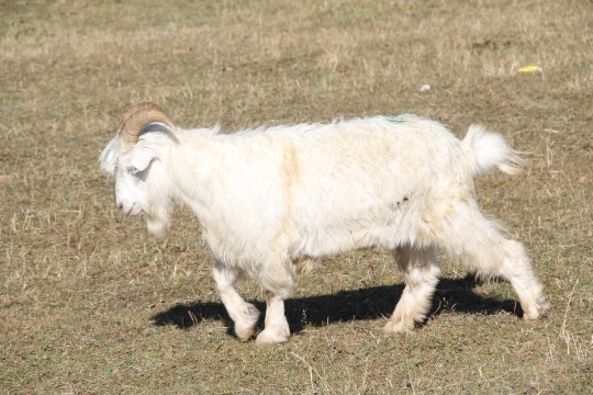White Goat