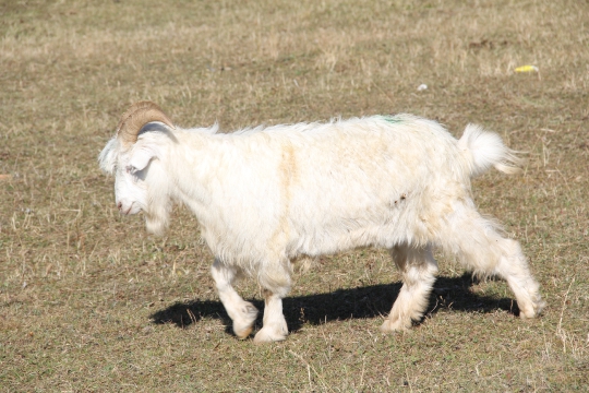 White Goat
