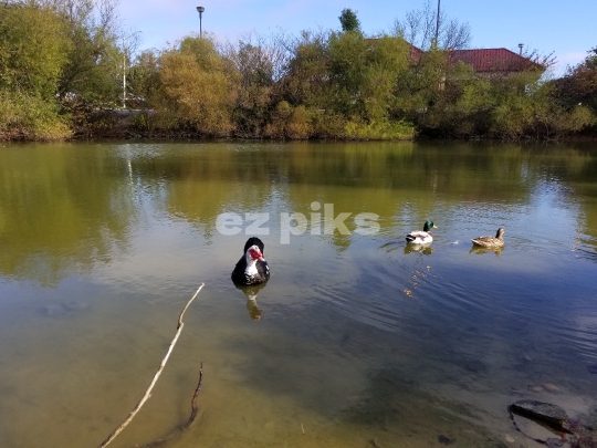 Wild Ducks