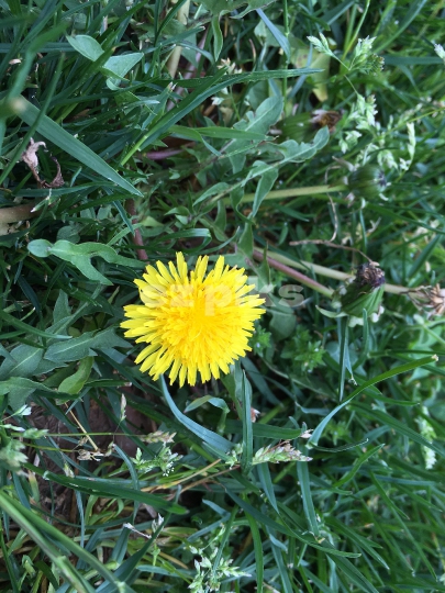 Wild Flowers